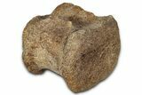 Hadrosaur (Edmontosaurus) Caudal Vertebra Centrum - Wyoming #349461-1